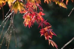 Acer Palmatum ‘Trompenburg’ -Tree Furnish Store 12417 2 1 1024x678 1