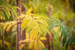 Sorbus Aucuparia ‘Beissneri’