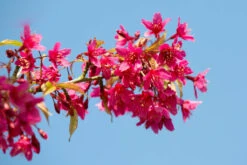 Prunus Campanulata ‘Felix Jury’ 7 Prunus Campanulata ‘Felix Jury’ -Tree Furnish Store 12435 12386 bb22 1024x683 1