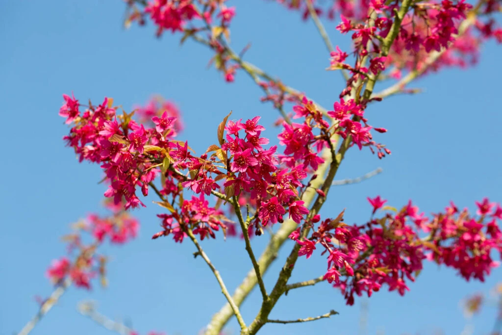 Prunus Campanulata ‘Felix Jury’ 5 Prunus Campanulata ‘Felix Jury’ - Image 3