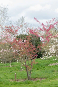 Prunus Campanulata ‘Felix Jury’ 9 Prunus Campanulata ‘Felix Jury’ -Tree Furnish Store 12435 13420 046e 683x1024 1