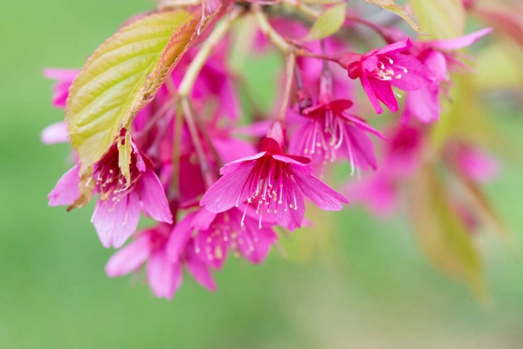 Prunus Campanulata ‘Felix Jury’ 3 Prunus Campanulata ‘Felix Jury’