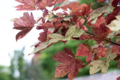 Acer Pseudoplatanus Var ‘Esk Sunset’ -Tree Furnish Store 12436 13923 595f 1024x683 1