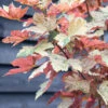 Acer Pseudoplatanus Var ‘Esk Sunset’ 2 Acer Pseudoplatanus Var ‘Esk Sunset’ -Tree Furnish Store 12436 13925 cb34 683x1024 1