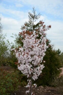 Prunus ‘Spire’ -Tree Furnish Store 12439 1 1 678x1024 1