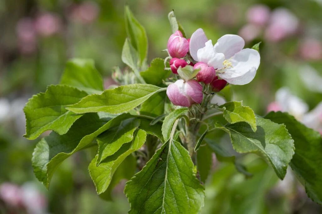 Christmas Pippin® 4 Christmas Pippin® - Image 2