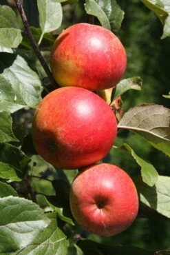 Christmas Pippin® 7 Christmas Pippin® -Tree Furnish Store 12449 2 1 683x1024 1