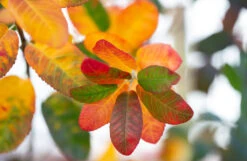 Amelanchier Canadensis ‘Rainbow Pillar’® (Glenn Form) 5 Amelanchier Canadensis ‘Rainbow Pillar’® (Glenn Form) -Tree Furnish Store 12453 14706 8f91 1024x667 1