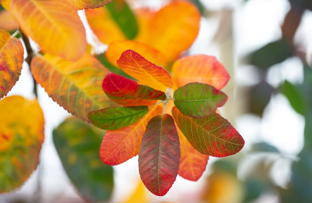 Amelanchier Canadensis ‘Rainbow Pillar’® (Glenn Form) 4 Amelanchier Canadensis ‘Rainbow Pillar’® (Glenn Form) - Image 2