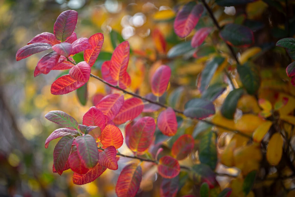 Amelanchier Canadensis ‘Rainbow Pillar’® (Glenn Form) 3 Amelanchier Canadensis ‘Rainbow Pillar’® (Glenn Form)