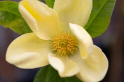 Magnolia X Brooklynensis ‘Yellow Bird’ -Tree Furnish Store 12469 13331 59cc 1024x683 1