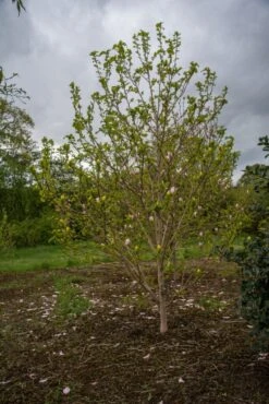 Magnolia X Brooklynensis ‘Yellow Bird’ -Tree Furnish Store 12469 3 1 683x1024 1