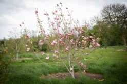 Magnolia ‘Spectrum’ -Tree Furnish Store 12470 12501 2dbc 1024x683 1