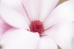 Magnolia ‘Spectrum’ -Tree Furnish Store 12470 14780 4460 1024x683 1