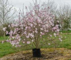 Magnolia X Loebneri ‘Leonard Messel’ -Tree Furnish Store 12471 15107 da70 1024x875 1