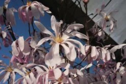 Magnolia X Loebneri ‘Leonard Messel’ -Tree Furnish Store 12471 15108 03ac 1024x683 1