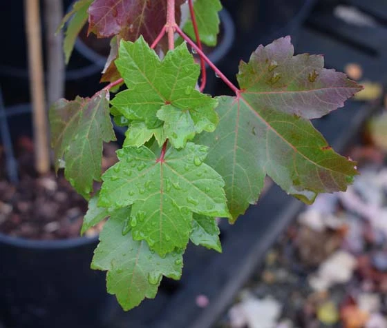 Acer Rubrum ‘October Glory’® 4 Acer Rubrum ‘October Glory’® - Image 2