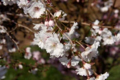 Prunus ‘Hally Jolivette’ 5 Prunus ‘Hally Jolivette’ -Tree Furnish Store 12478 1 1024x683 1