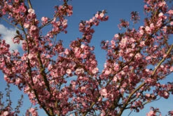 Prunus ‘Hokusai’ -Tree Furnish Store 12479 1 1 1024x683 1