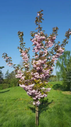 Prunus ‘Hokusai’ -Tree Furnish Store 12479 2 1 576x1024 1