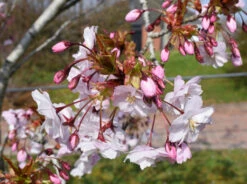 Prunus ‘Horinji’ 9 Prunus ‘Horinji’ -Tree Furnish Store 12481 1 1024x763 1