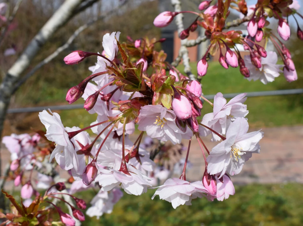 Prunus ‘Horinji’ 5 Prunus ‘Horinji’ - Image 3
