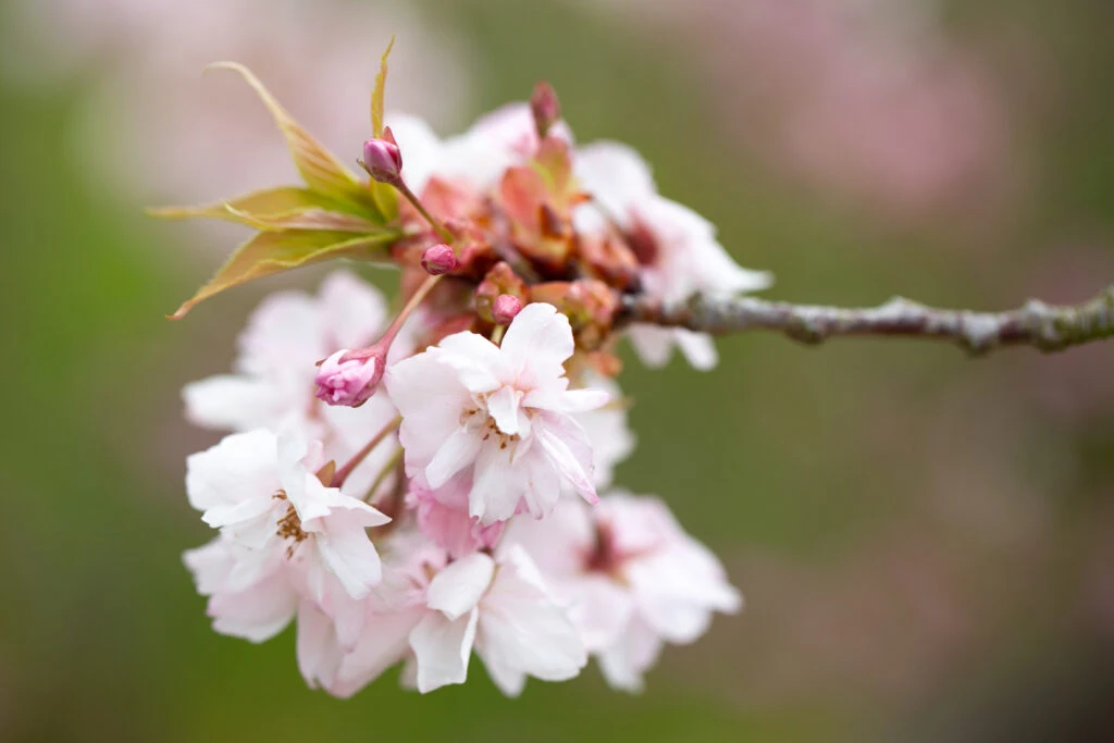 Prunus ‘Horinji’ 4 Prunus ‘Horinji’ - Image 2
