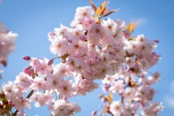 Prunus ‘Horinji’ 10 Prunus ‘Horinji’ -Tree Furnish Store 12481 12468 1c3d 1 1024x683 1