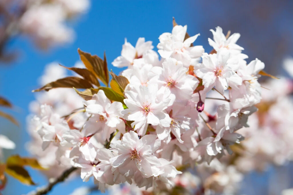 Prunus ‘Horinji’ 3 Prunus ‘Horinji’