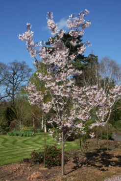 Prunus ‘Horinji’ 11 Prunus ‘Horinji’ -Tree Furnish Store 12481 2 1 683x1024 1