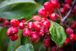 Malus ‘Indian Magic’