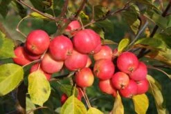 Malus ‘Jelly King’ 7 Malus ‘Jelly King’ -Tree Furnish Store 12485 1 1024x683 1