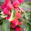 Malus ‘Jelly King’ 2 Malus ‘Jelly King’ -Tree Furnish Store 12485 12868 a4ba 683x1024 1
