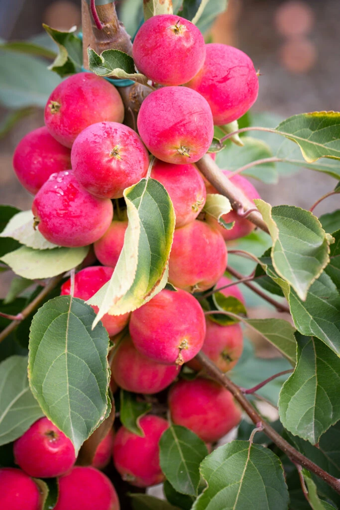 Malus ‘Jelly King’ 3 Malus ‘Jelly King’