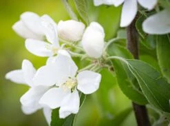 Malus ‘Jelly King’ 6 Malus ‘Jelly King’ -Tree Furnish Store 12485 14843 bfd1 1024x758 1