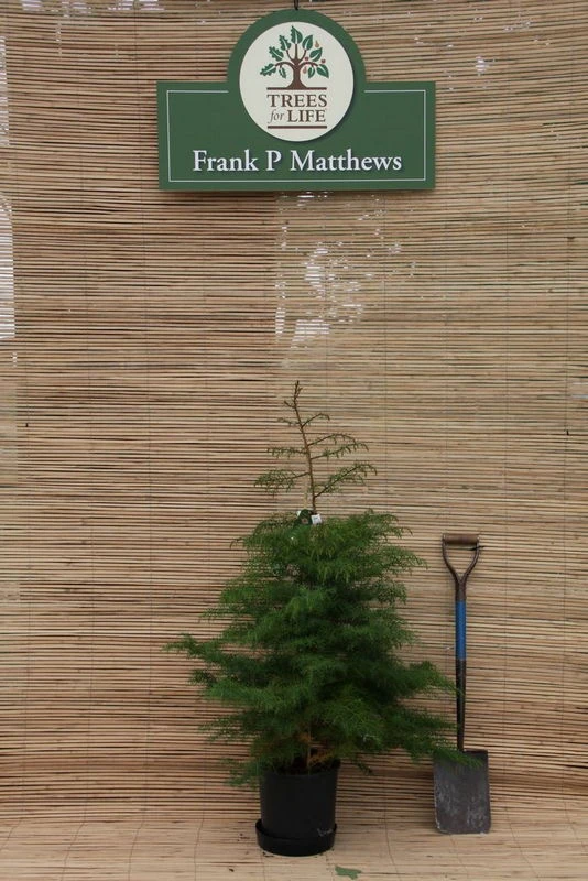 Cedrus Deodara 3 Cedrus Deodara