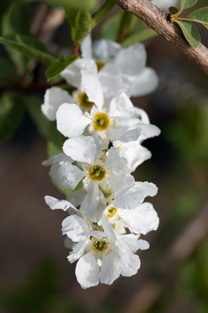 Exochorda X Macrantha ‘The Bride’ 4 Exochorda X Macrantha ‘The Bride’ - Image 2