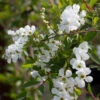 Exochorda X Macrantha ‘The Bride’ -Tree Furnish Store 12520 13466 2c0a 682x1024 1