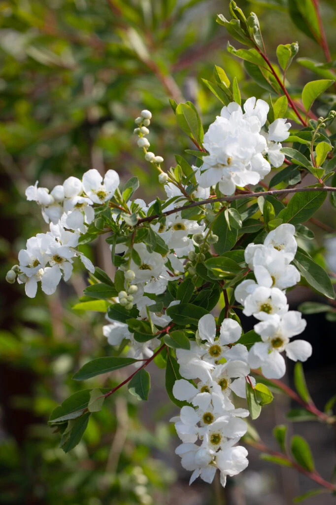 Exochorda X Macrantha ‘The Bride’ 3 Exochorda X Macrantha ‘The Bride’