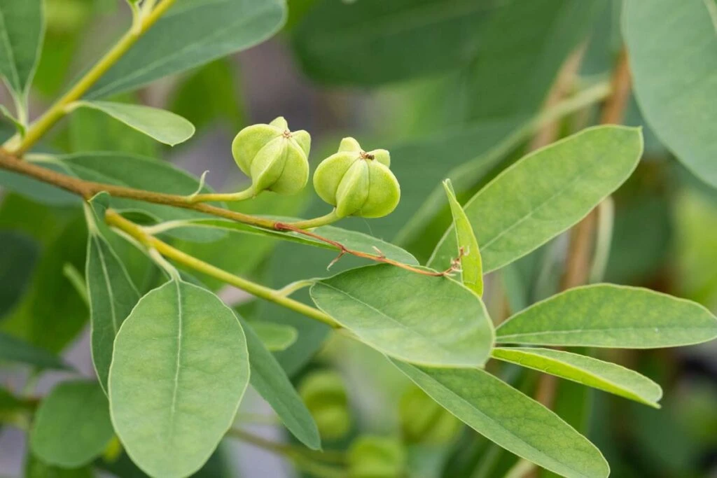 Exochorda X Macrantha ‘The Bride’ 5 Exochorda X Macrantha ‘The Bride’ - Image 3