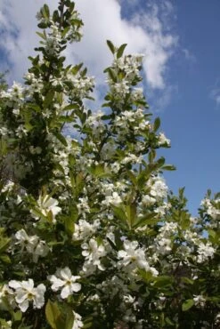 Exochorda X Macrantha ‘The Bride’ 9 Exochorda X Macrantha ‘The Bride’ -Tree Furnish Store 12520 2 1 683x1024 1