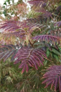 Albizia Julibrissin ‘Summer Chocolate’® 9 Albizia Julibrissin ‘Summer Chocolate’® -Tree Furnish Store 12548 683x1024 1