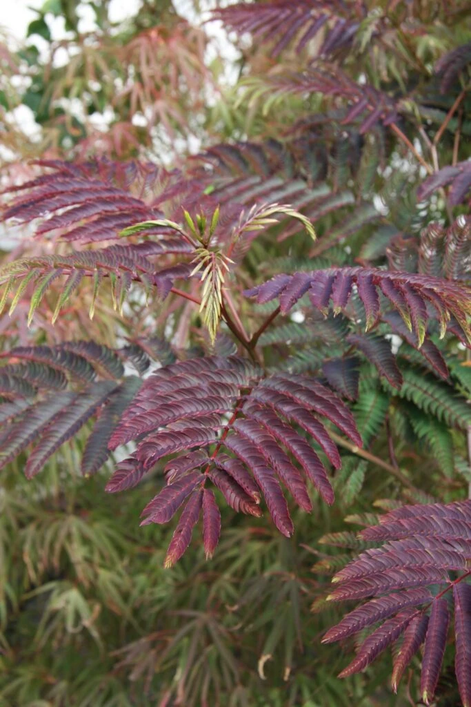 Albizia Julibrissin ‘Summer Chocolate’® 6 Albizia Julibrissin ‘Summer Chocolate’® - Image 4