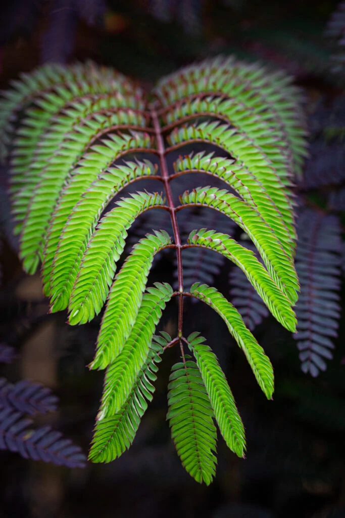 Albizia Julibrissin ‘Summer Chocolate’® 4 Albizia Julibrissin ‘Summer Chocolate’® - Image 2
