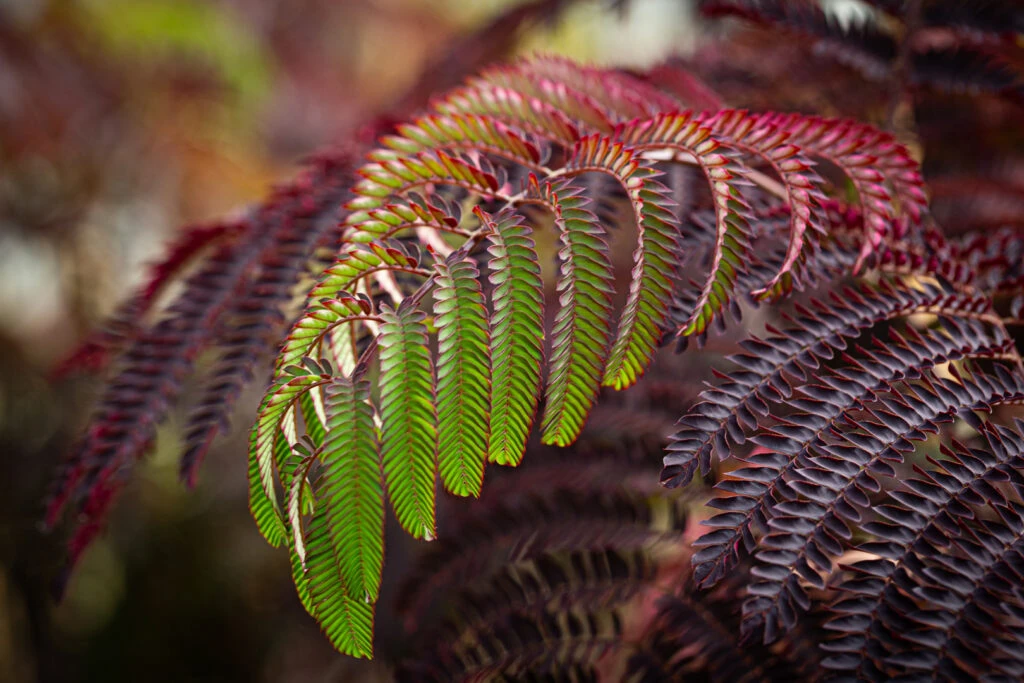 Albizia Julibrissin ‘Summer Chocolate’® 3 Albizia Julibrissin ‘Summer Chocolate’®