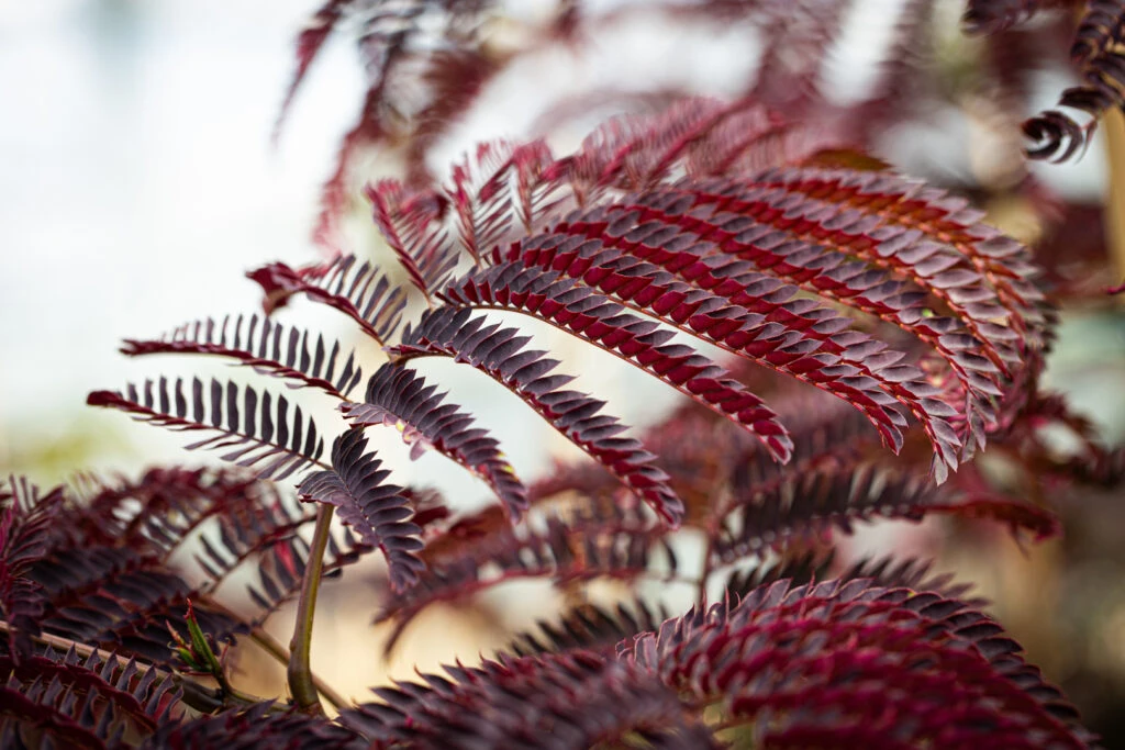 Albizia Julibrissin ‘Summer Chocolate’® 5 Albizia Julibrissin ‘Summer Chocolate’® - Image 3