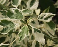 Cornus Controversa ‘Variegata’