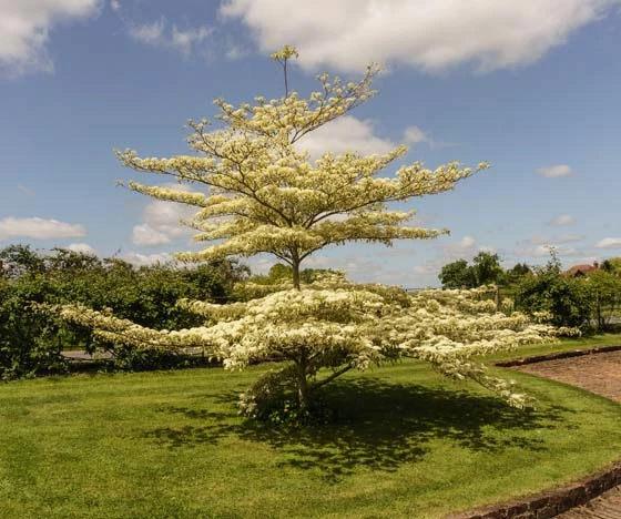 Cornus Controversa ‘Variegata’ 4 Cornus Controversa ‘Variegata’ - Image 2