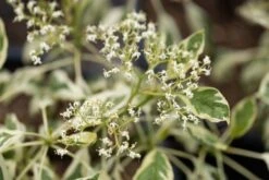 Cornus Controversa ‘Variegata’ 7 Cornus Controversa ‘Variegata’ -Tree Furnish Store 12551 15033 a4d6 1024x683 1