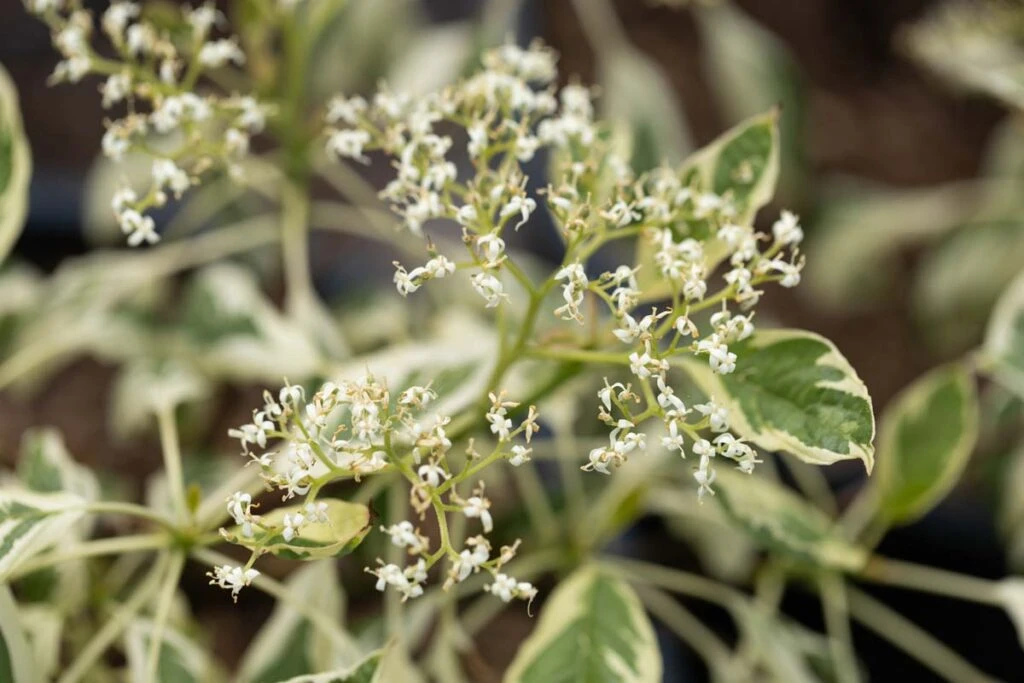 Cornus Controversa ‘Variegata’ 5 Cornus Controversa ‘Variegata’ - Image 3